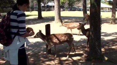 Japonya 'daki Nara şehir parkının güzel seyahat görüntüleri