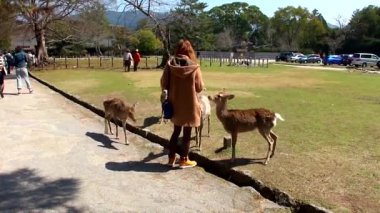 Japonya 'daki Nara şehir parkının güzel seyahat görüntüleri