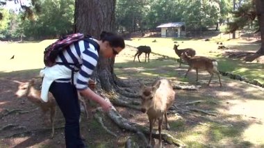 Japonya 'daki Nara şehir parkının güzel seyahat görüntüleri