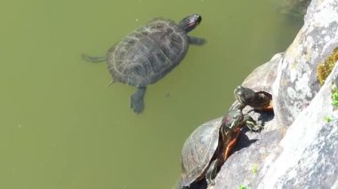 Sarusawaike Gölü, Nara, Japonya 'nın manzaralı görüntüleri