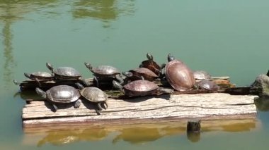 Sarusawaike Gölü, Nara, Japonya 'nın manzaralı görüntüleri