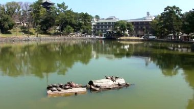 Sarusawaike Gölü, Nara, Japonya 'nın manzaralı görüntüleri