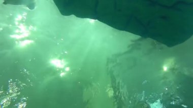 Japon deniz aslanı Osaka Akvaryumu Kaiyukan 'ın görüntüleri.