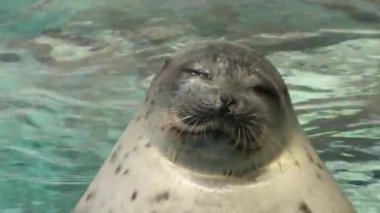 Japon deniz aslanı Osaka Akvaryumu Kaiyukan 'ın görüntüleri.