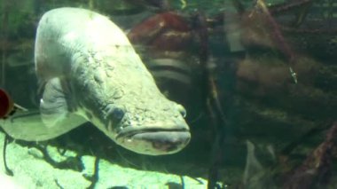 Osaka Akvaryumu Kaiyukan, Japonya