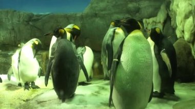 Osaka Akvaryumu Kaiyukan, Japonya