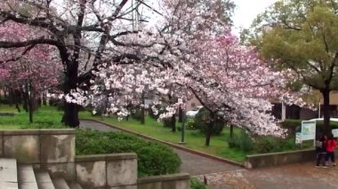 Japonya 'nın güzel Osaka şehrinde sakura çiçeğinin görüntüleri.