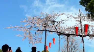 TOKYO, JAPONYA - 4 Nisan 2014 'te Japonya' nın Tokyo kentinde Kiraz Çiçekleri Festivali düzenlendi. Kiraz çiçeklerini görmek bir Japon geleneğidir. Ueno Park Japonya 'nın ilk halka açık parkıydı, 1873 yılında açıldı..