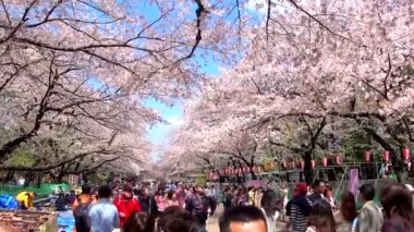 TOKYO, JAPONYA - 4 Nisan 2014 'te Japonya' nın Tokyo kentinde Kiraz Çiçekleri Festivali düzenlendi. Kiraz çiçeklerini görmek bir Japon geleneğidir. Ueno Park Japonya 'nın ilk halka açık parkıydı, 1873 yılında açıldı..