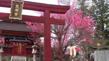 Japonya 'nın Nara kentindeki Yosinoyama Dağı' nda kiraz çiçekleri. Yoshino Dağı yüzyıllardır Japonya 'nın en ünlü kiraz çiçeği izleme noktası olmuştur..