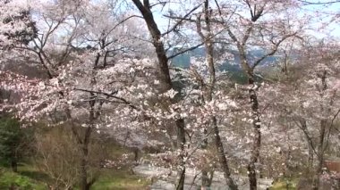 Japonya 'nın Nara kentindeki Yosinoyama Dağı' nda kiraz çiçekleri. Yoshino Dağı yüzyıllardır Japonya 'nın en ünlü kiraz çiçeği izleme noktası olmuştur..