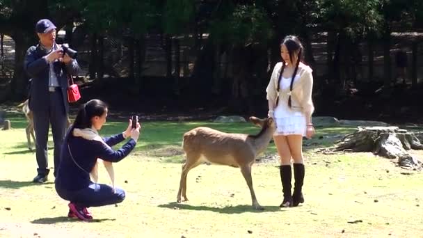 Schöne Reiseaufnahmen Vom Stadtpark Von Nara Japan — Stockvideo