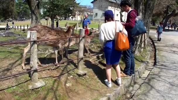 Schöne Reiseaufnahmen Vom Stadtpark Von Nara Japan — Stockvideo