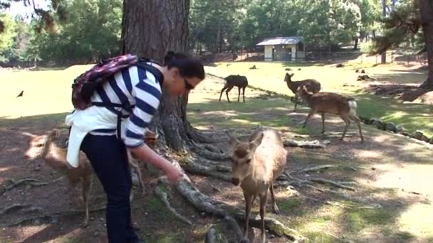 Hermosas Imágenes Viaje Del Parque Ciudad Nara Japón — Vídeos de Stock