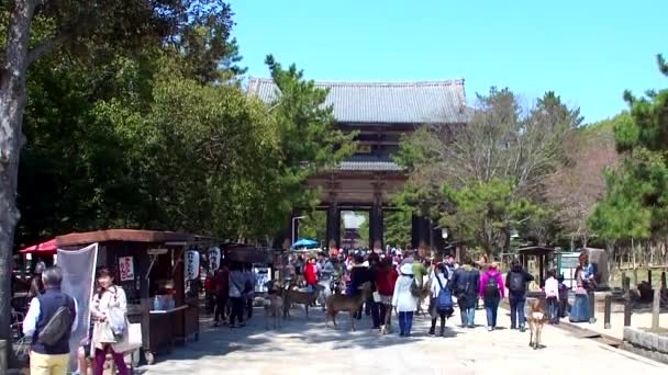 Images Magnifique Temple Antique Nara Japon — Video