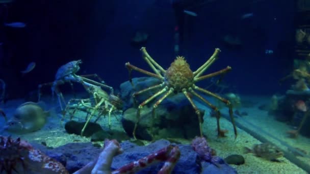 Bilder Japansk Spindelkrabba Osaka Aquarium Kaiyukan Japan — Stockvideo