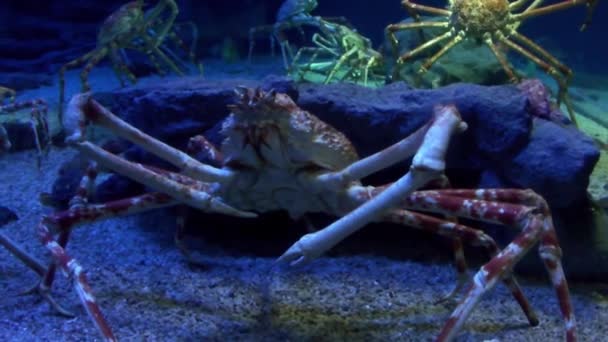 Bilder Japansk Spindelkrabba Osaka Aquarium Kaiyukan Japan — Stockvideo
