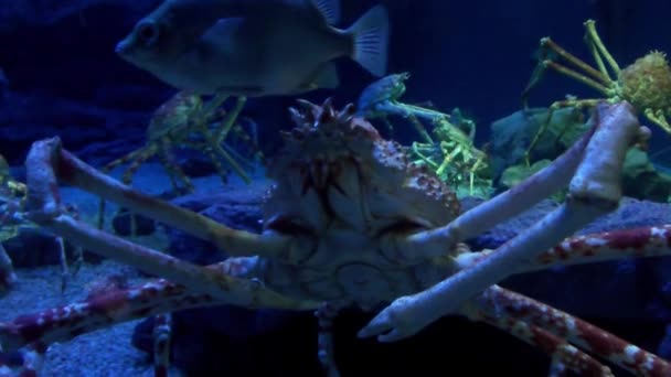 Beeldmateriaal Van Japanse Spinkrab Osaka Aquarium Kaiyukan Japan — Stockvideo
