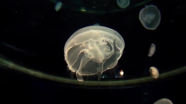 Filmati Meduse Osaka Aquarium Kaiyukan Giappone — Video Stock