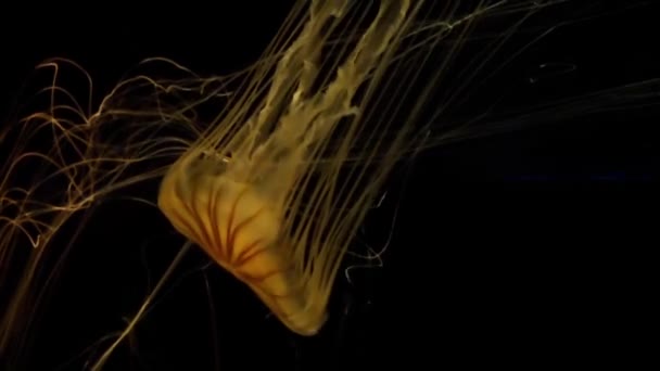Imagens Medusas Aquário Osaka Kaiyukan Japão — Vídeo de Stock