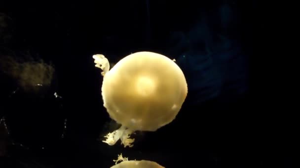 日本开云坎水母大阪水族馆的镜头 — 图库视频影像