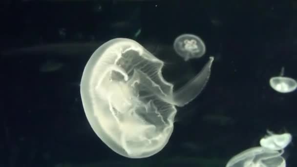 Filmati Meduse Osaka Aquarium Kaiyukan Giappone — Video Stock