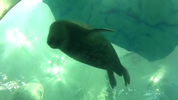 Felvétel Oszaka Akvárium Kaiyukan Oroszlánfókáról Japánról — Stock videók