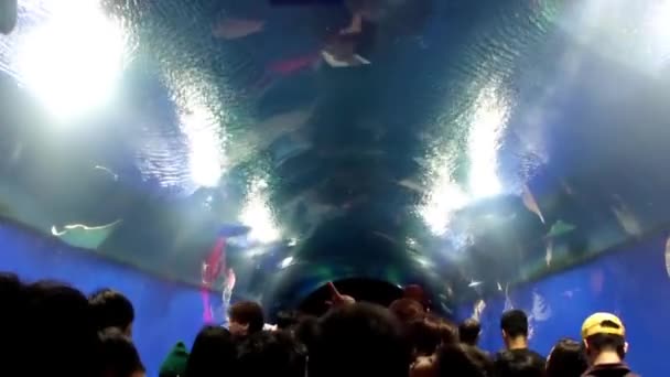 Filmagem Espectadores Osaka Aquarium Kaiyukan Japão — Vídeo de Stock