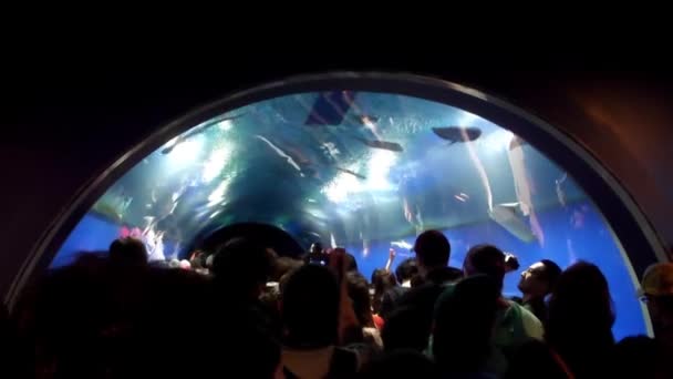 Bilder Åskådare Osaka Aquarium Kaiyukan Japan — Stockvideo