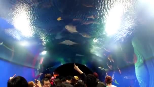 Filmagem Espectadores Osaka Aquarium Kaiyukan Japão — Vídeo de Stock