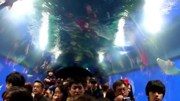 Bilder Åskådare Osaka Aquarium Kaiyukan Japan — Stockvideo