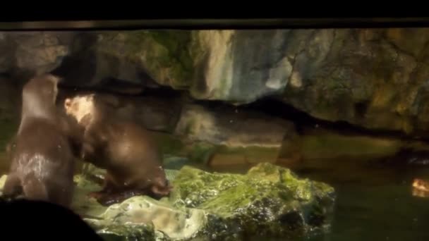 Footage Otters Playing Osaka Aquarium Kaiyukan Japan — Stock Video