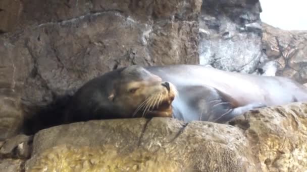 Bilder Från Sjölejonet Osaka Aquarium Kaiyukan Japan — Stockvideo