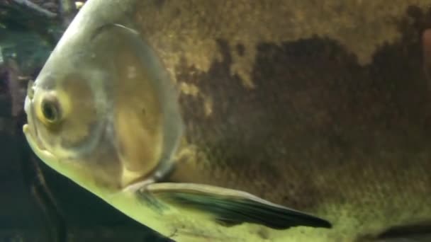 Bilder Från Osaka Aquarium Kaiyukan Japan — Stockvideo