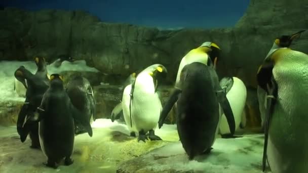 Imágenes Pingüinos Osaka Aquarium Kaiyukan Japón — Vídeos de Stock