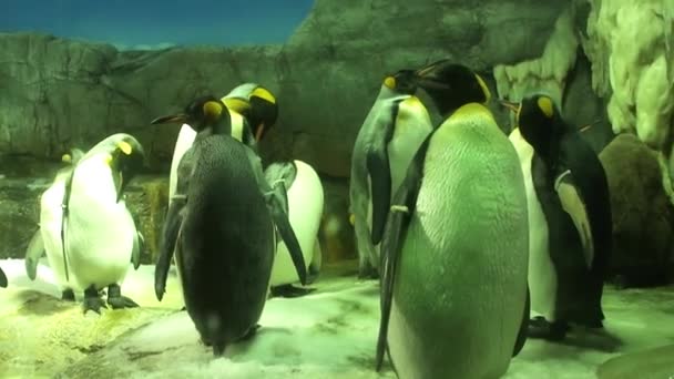 Nagranie Pingwinów Osaka Aquarium Kaiyukan Japonia — Wideo stockowe