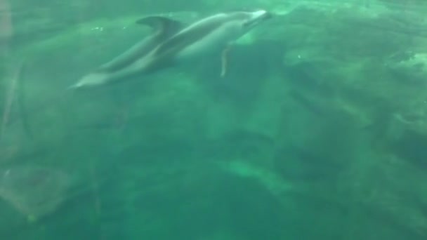 Filmagem Natação Golfinhos Aquário Osaka Kaiyukan Japão — Vídeo de Stock