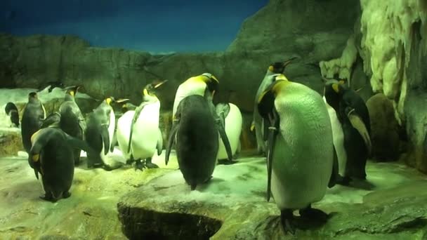 Riprese Pinguini Osaka Aquarium Kaiyukan Giappone — Video Stock