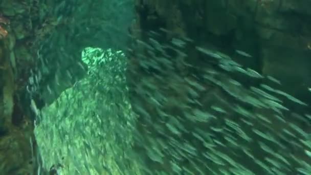 Bilder Från Osaka Aquarium Kaiyukan Japan — Stockvideo