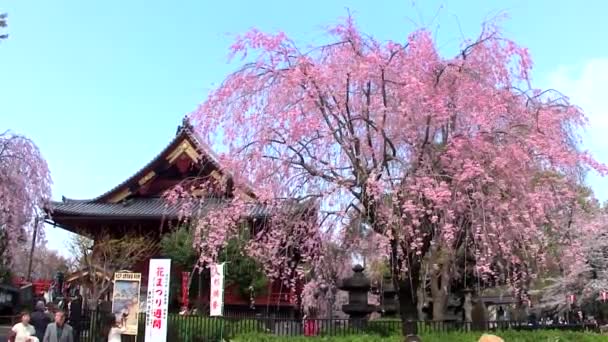 日本东京 4月4日 2014年4月4日在日本东京植野公园举行樱花节 观赏樱花是日本的风俗 植野公园是日本的第一个公园 于1873年开放 — 图库视频影像