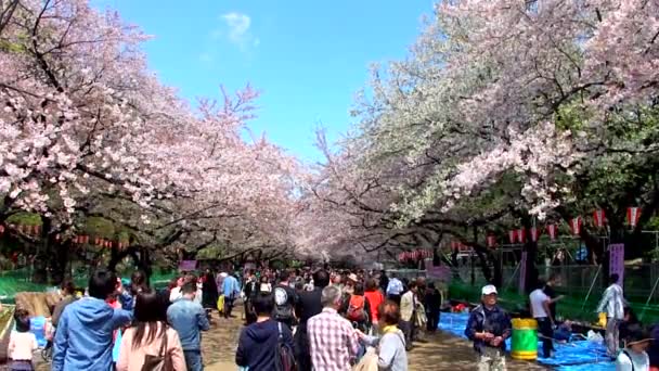 Tokyo Japão Abril Festival Flores Cerejeira Parque Ueno Abril 2014 — Vídeo de Stock