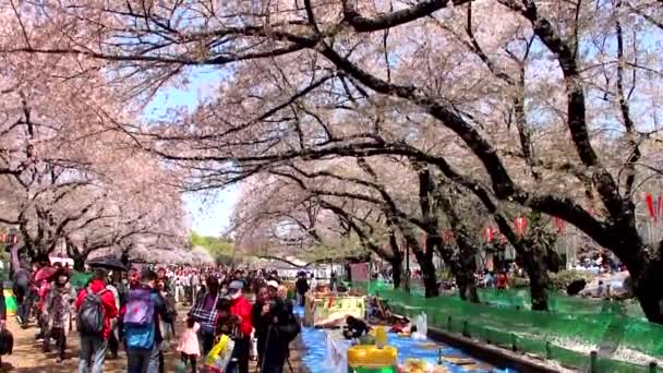 Tokyo Japão Abril Festival Flores Cerejeira Parque Ueno Abril 2014 — Vídeo de Stock