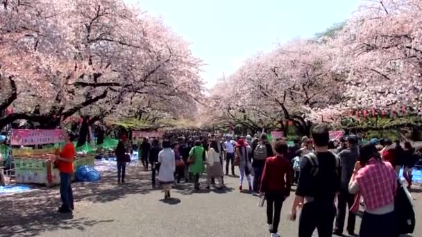 Tokyo Japan April Cherry Blossoms Festival Ueno Park Den April — Stockvideo