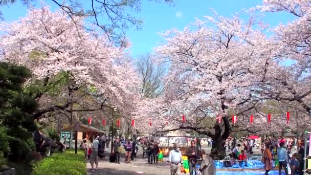 Tokyo Japão Abril Festival Flores Cerejeira Parque Ueno Abril 2014 — Vídeo de Stock