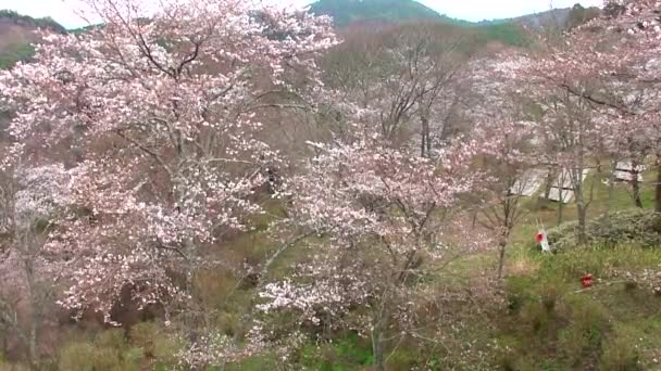 Körsbär Blommar Vid Berget Yoshino Yosinoyama Nara Japan Mount Yoshino — Stockvideo
