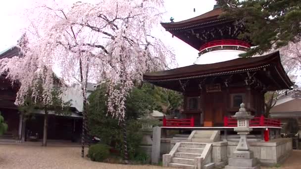 Třešňové Květy Hoře Yoshino Yosinoyama Nara Japonsko Mount Yoshino Nejznámějším — Stock video