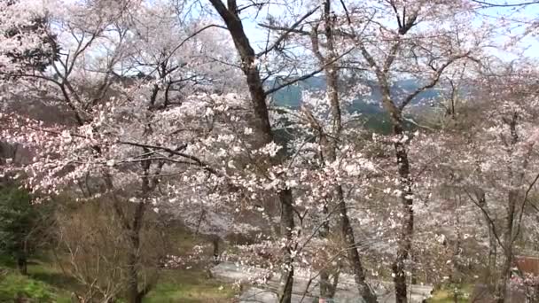 Körsbär Blommar Vid Berget Yoshino Yosinoyama Nara Japan Mount Yoshino — Stockvideo