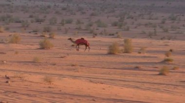 Ürdün 'ün Haşim Krallığı' ndaki Wadi Rum çölünde Ay Vadisi olarak da bilinen develerin güzel manzarası.