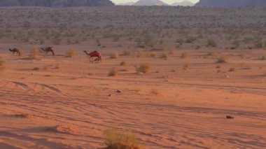 Ürdün 'ün Haşim Krallığı' ndaki Wadi Rum çölünde Ay Vadisi olarak da bilinen develerin güzel manzarası.