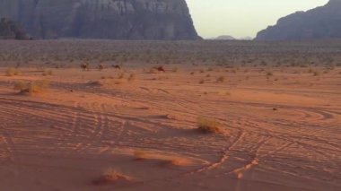 Beautiful view of camels in Wadi Rum desert in the Hashemite Kingdom of Jordan, also known as The Valley of Moon